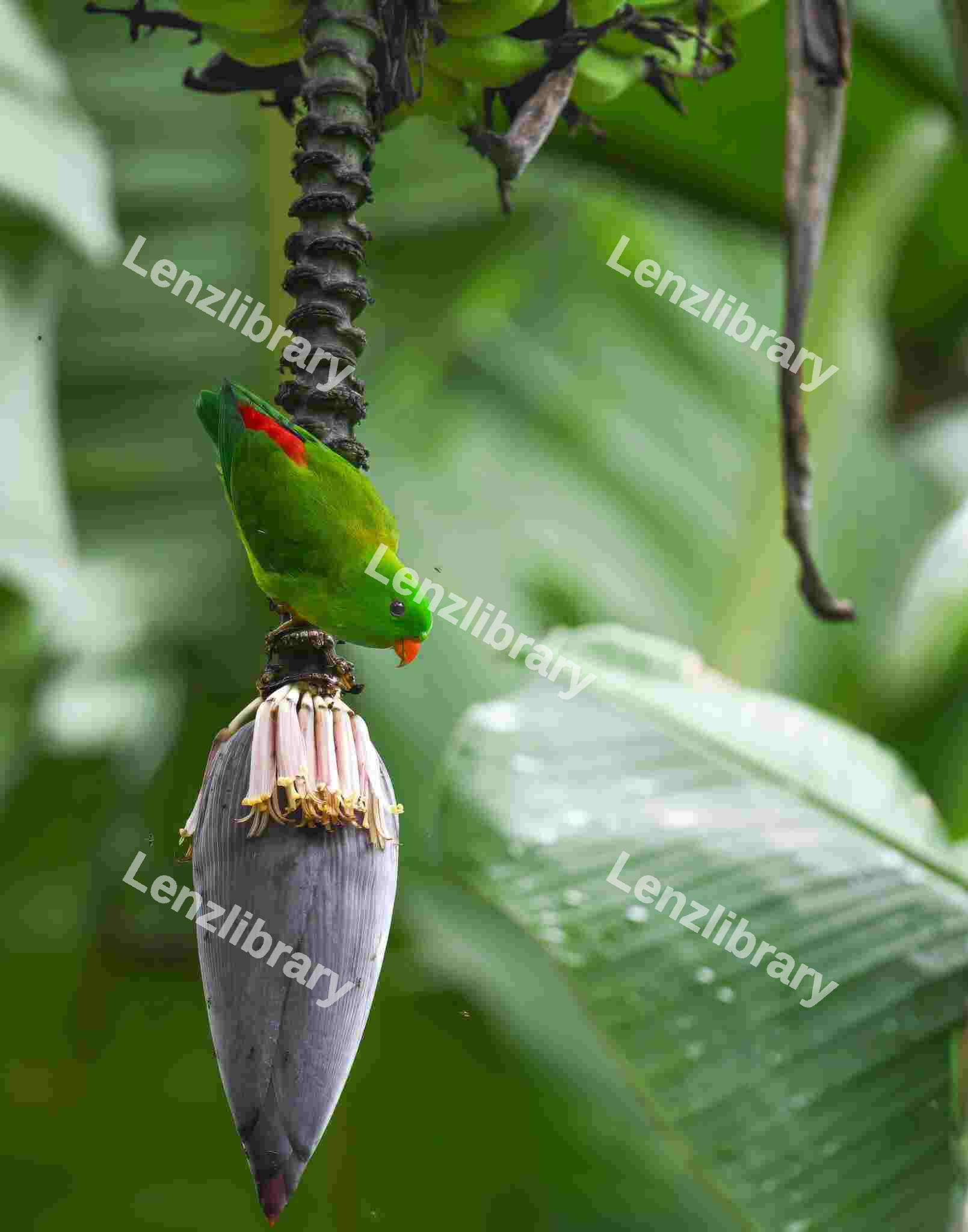 Hanging Parrot